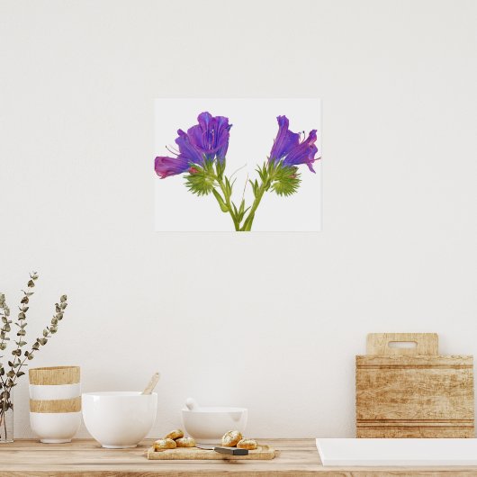 Lila Viper Bugloss (Echinplantaginum) Poster (Küche)