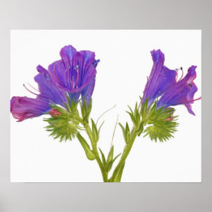 Lila Viper Bugloss (Echinplantaginum) Poster