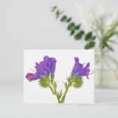 Lila Viper Bugloss (Echinplantaginum) Postkarte (Stehend Vorderseite)