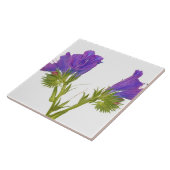 Lila Vipern Bugloss (Echium plantagineum) Fliese (Seite)