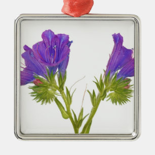 Lila Vipern Bugloss (Echium plantagineum) Silbernes Ornament