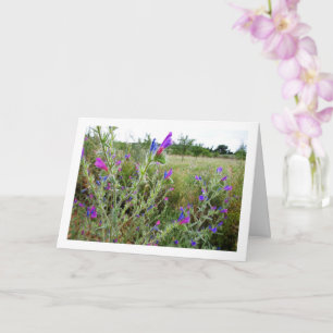 Lila Viper's bugloss, Echium Pflanze Karte