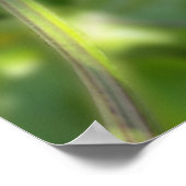 Lila-Vorhang Poster (Ecke)