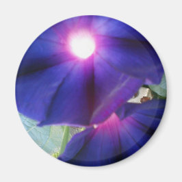 Lila Vormittagsruhm Blume Magnet