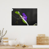 Lila Vormittagsruhm Blume Poster (Küche)