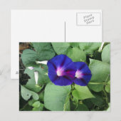 Lila Vormittagsruhm Blume Postkarte (Vorne/Hinten)