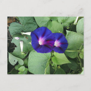 Lila Vormittagsruhm Blume Postkarte