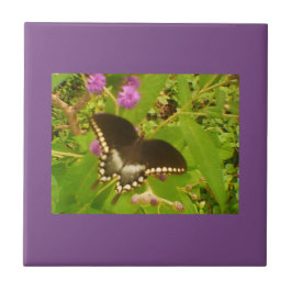 Lila, wackeliger Schwarzmonarch Fliese