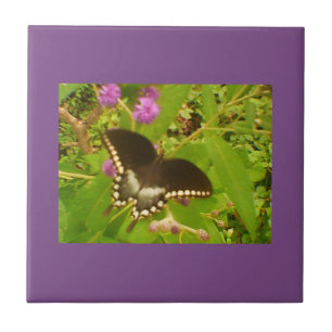Lila, wackeliger Schwarzmonarch Fliese