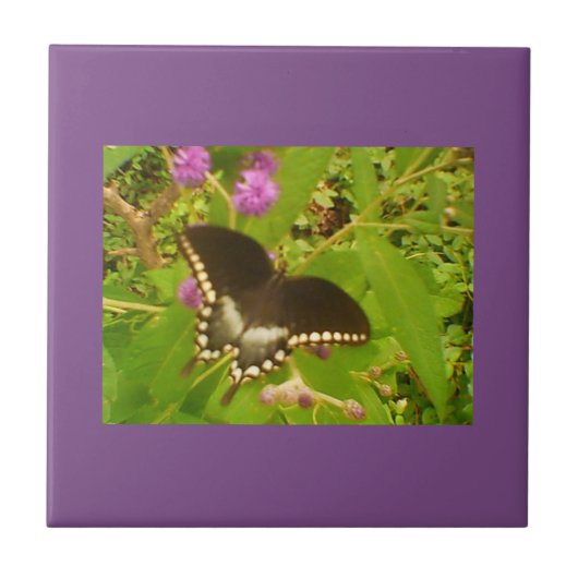 Lila, wackeliger Schwarzmonarch Fliese (Vorderseite)