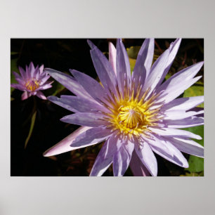 Lila Wasser-Lilien-Plakat Poster
