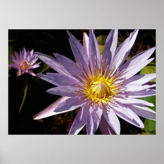 Lila Wasser-Lilien-Plakat Poster (Vorne)