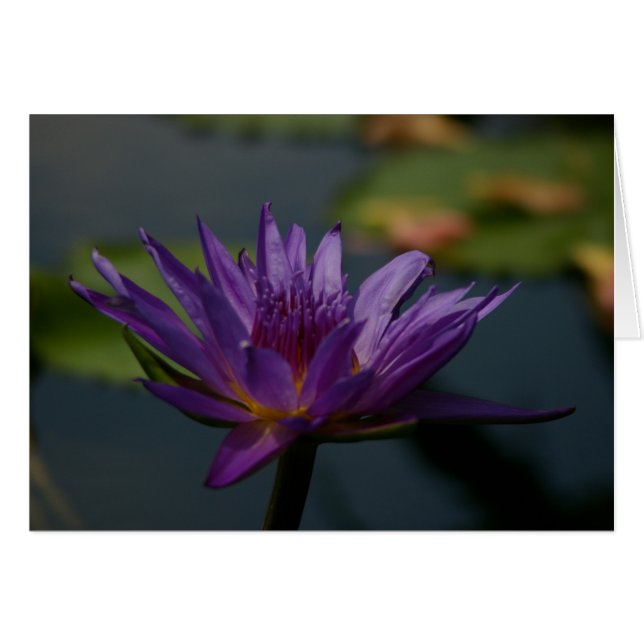 Lila Wasserlilie (Vorderseite (Horizontal))