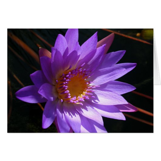 Lila Wasserlilie (Vorderseite (Horizontal))