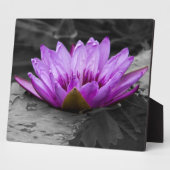 Lila Wasserlilie 002 Schwarzweißhintergrund Fotoplatte (Seite)