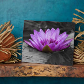 Lila Wasserlilie 002 Schwarzweißhintergrund Fotoplatte (Seite)