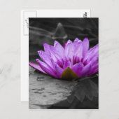 Lila Wasserlilie 002 Schwarzweißhintergrund Postkarte (Vorne/Hinten)