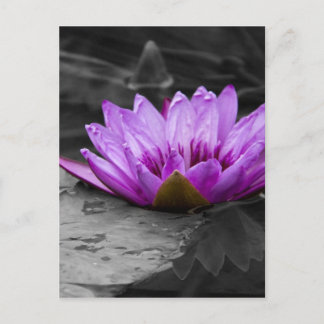 Lila Wasserlilie 002 Schwarzweißhintergrund Postkarte