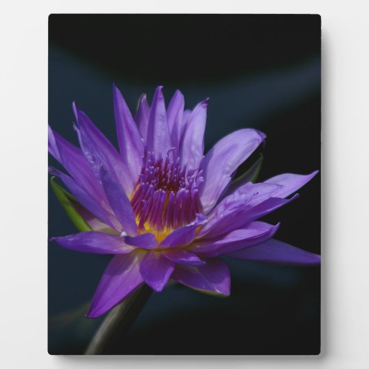 Lila Wasserlilie Fotoplatte (Vorderseite)