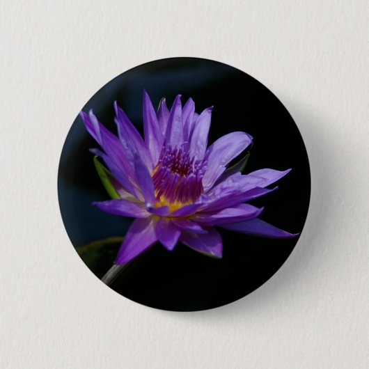 Lila Wasserlilie Lotus Button (Vorderseite)
