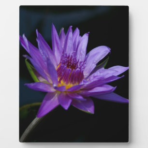 Lila Wasserlilie Lotus Fotoplatte