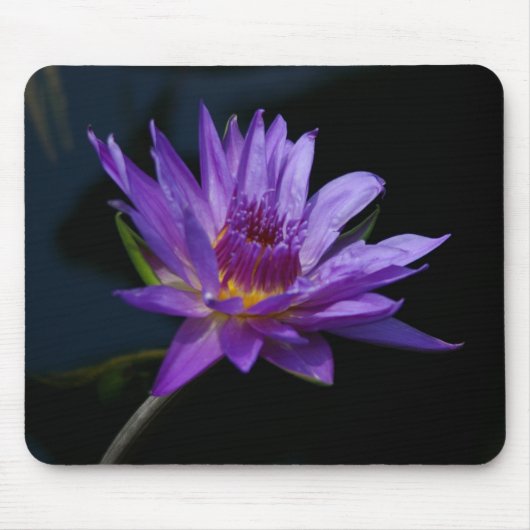 Lila Wasserlilie Lotus Mousepad (Vorne)