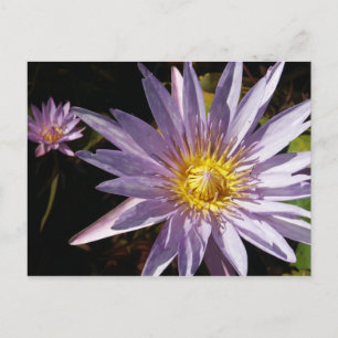 Lila Wasserlilie Postkarte