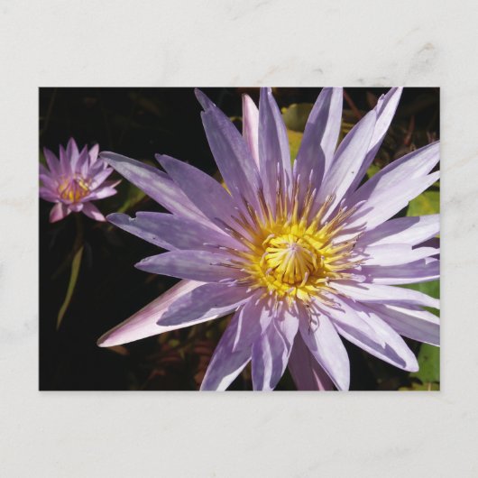 Lila Wasserlilie Postkarte (Vorderseite)