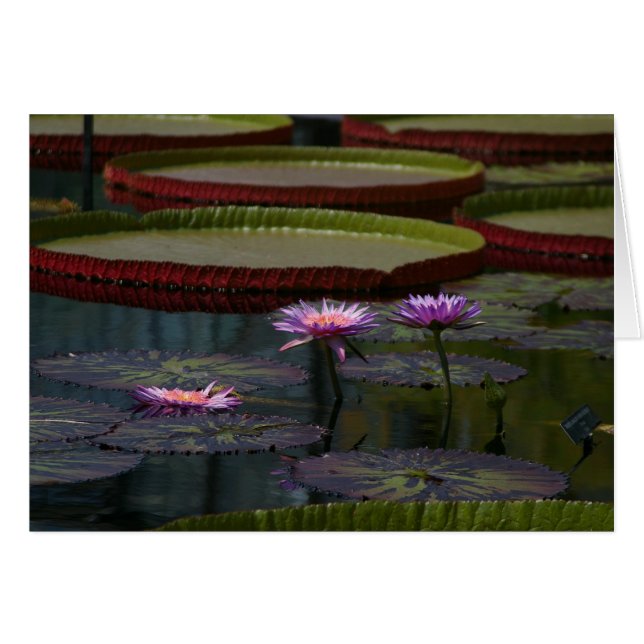 Lila Wasserlilien Lotus (Vorderseite (Horizontal))