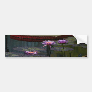 Lila Wasserlilien Lotus Autoaufkleber