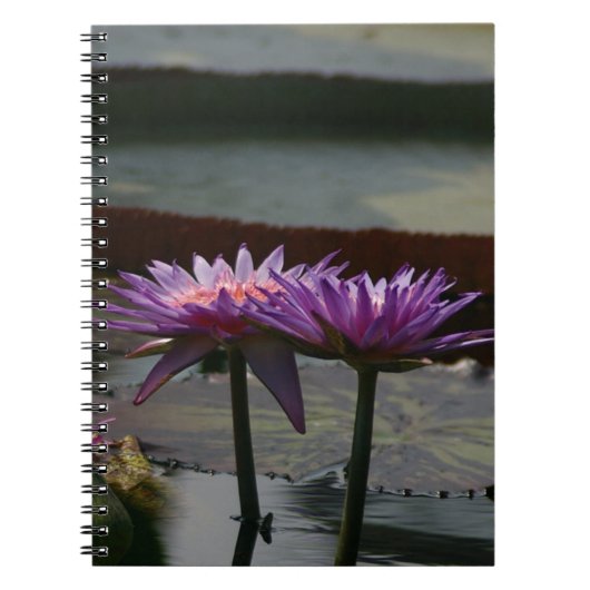 Lila Wasserlilien Lotus Notebook Notizblock (Vorderseite)