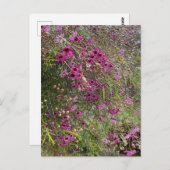 Lila Waxblumen Postkarte (Vorne/Hinten)