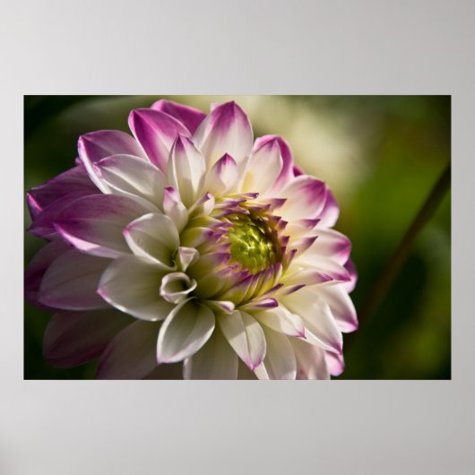 Lila & weiß Dahlia Poster (Vorne)