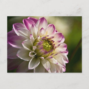 Lila & weiß Dahlia Postkarte