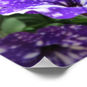 lila, weiß, Petunien, Blume, Natur, Sommer, Poster (Ecke)