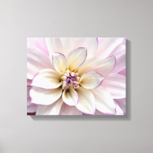Lila-weiße Dahlia-Blume Leinwanddruck