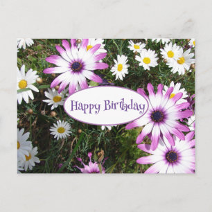 Lila Weiße Gänseblume Blumen Garten Alles Gute zum Postkarte