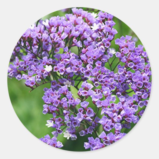 Lila-weiße Statice (Limonium) Blume in Blüte Runder Aufkleber (Vorderseite)