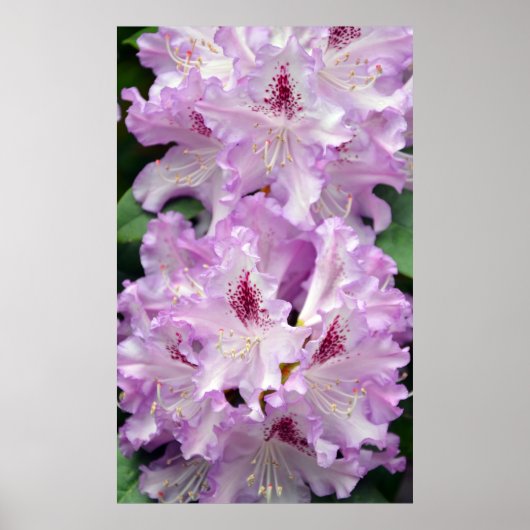 Lila-weißes Rhododendron-Blume-Poster Poster (Vorne)
