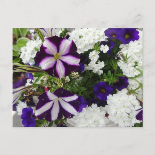Lila White Blue Flowers DIY Postcard Postkarte (Vorderseite)