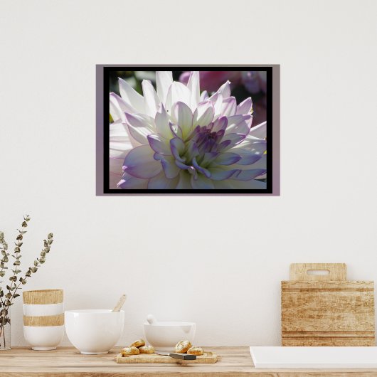 Lila-White-Dahlia-Blume Poster (Küche)