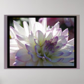 Lila-White-Dahlia-Blume Poster (Vorne)