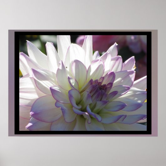 Lila-White-Dahlia-Blume Poster (Vorne)