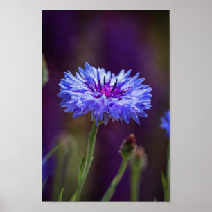 Lila Wild Blume Foto - Makrofotografie der Blume Poster