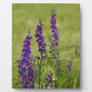 Lila wild lebende Blume auf dem Feld Fotoplatte