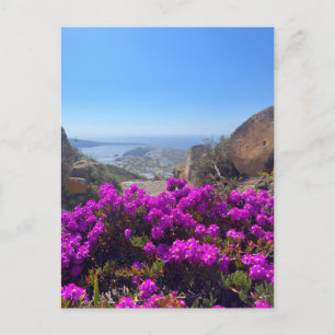Lila wild lebende Blume Santorini Griechenland Fot Postkarte