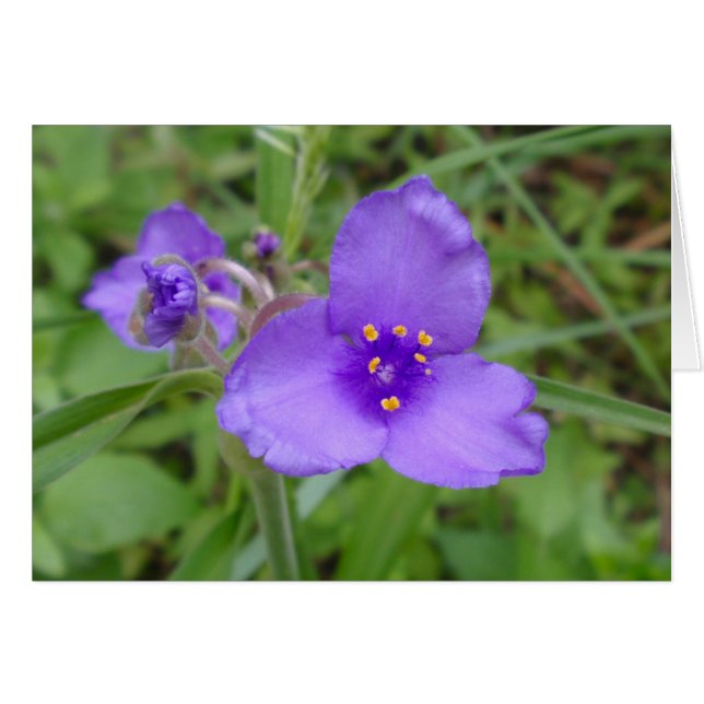 Lila Wildblume (Vorderseite (Horizontal))