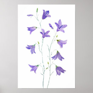 lila Wildblume Harebell Poster