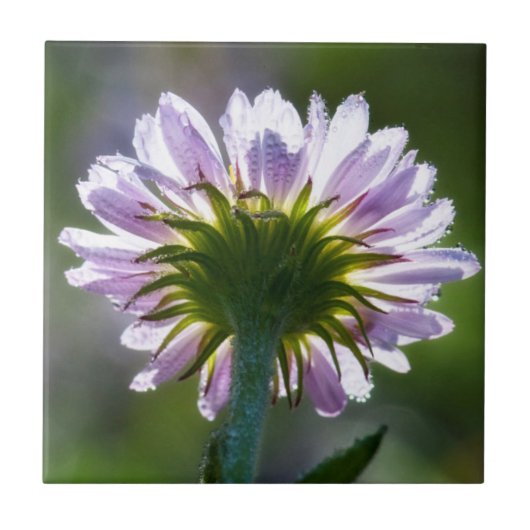 Lila Wildblume mit Dewdrops im Hintergrund Fliese (Vorderseite)
