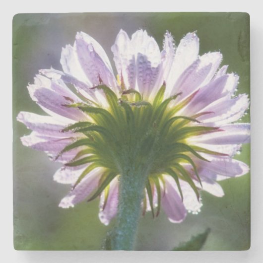 Lila Wildblume mit Dewdrops im Hintergrund Steinuntersetzer (Vorderseite)